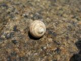 Spiral Banded Snail