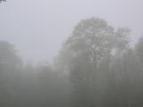 Forest in the Fog