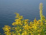 Goldenrod by the Water