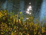 Sunglints at Turtle Pond