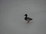 Mallard on the Ice