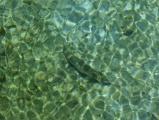 Fish in Clear Water