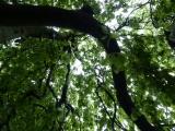 Leafy Canopy