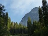 Yosemite Evergreen