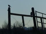 Bird on a Gate