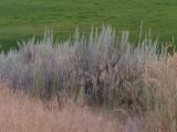 Sagebrush and Grasses