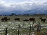 Cows in the Early Snow