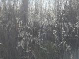 Through Sunlit Grass in January
