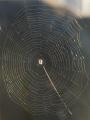 Prismatic Spiderweb