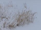 Snowy Loop around the Grasses