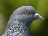 Pigeons Eye