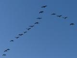 Geese Flying South in August