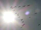Solar Geese