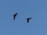 Pair of Cranes in Flight