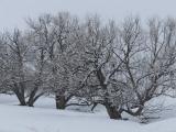 Three Frosted Trees