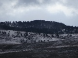 Scattered Trees on Dusty Slopes