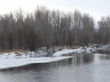 Bare Trees beside a Winter River