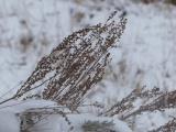 Dried Plants in the Snow