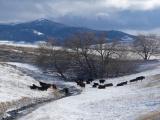 Cows at a Winter Stream