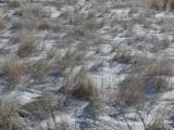 Grassland in Winter