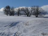 Snowy Pasture