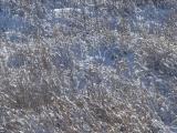 Winter Grass Textures