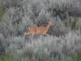 Deer in the Sagebrush