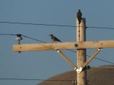 Flickers on a Pole