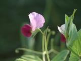 Pink and Maroon Pea Flower
