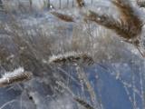 Icy Grass