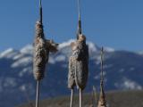 Fluffy Cattails against Mountains