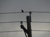 Bird, Pole and Wires