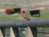 Robin on a Fence