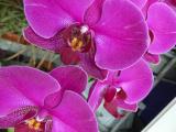 Vivid Orchid Blooms