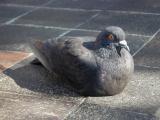 Pigeon at Kendall Square