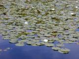 Newton Lillies