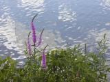 Purple Loosestrife