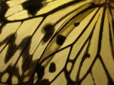 Butterfly Wing