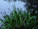 Irises by the Pond