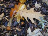 Acorns and Leaves