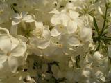 White Lilac Flowers