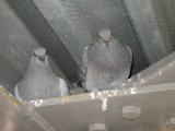 Framingham Pigeons