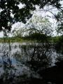 Great Meadows Shoreline