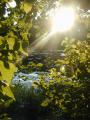 Sunlight at Wards Pond