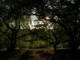 Entering the Arboretum