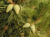 Green Pine Cones