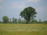 Michigan Field