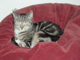 Bella on Red Beanbag