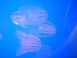 Sea Gooseberries