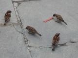 Sparrow Says Yum